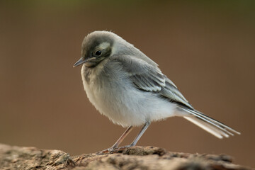 bird Juvenile