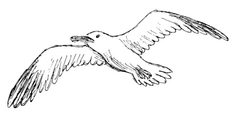 Rough grunge sketch of a flying seagull. Simple freehand pencil outline drawing of a bird with outstretched wings