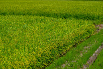 石川県白山市の田んぼの中に自然や動物がある風景 Landscape with nature and animals in rice fields in Hakusan City, Ishikawa Prefecture.