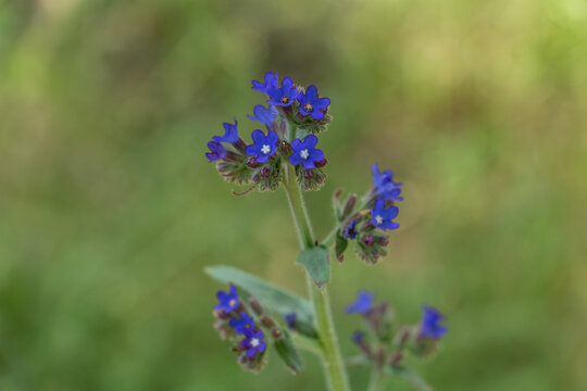 Bugloss, a bristly plant of the borage family, with bright blue flowers