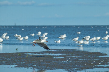 seagulls in flight