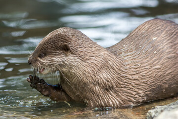 Wild otter in a river eating a fish.