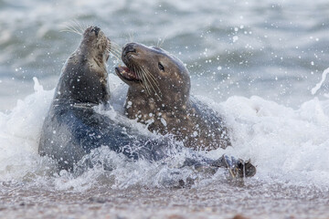 Animal attack. Dynamic action animal image of seals fighting in the water