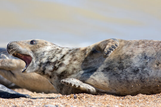 Crazy animal meme image of a startled seal