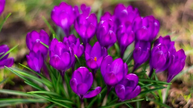 purple crocus blossom opening in sun in time lapse