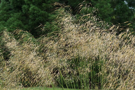 Stipa gigantea