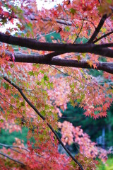 紅葉