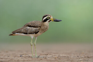 great stone-curlew or thick-knee (Esacus recurvirostris) funny grey bird with big eyes and large beaks standing on clean dirt in open land