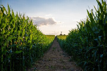 long way through a corn field