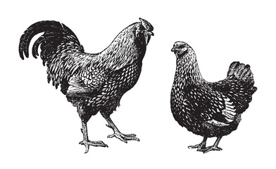 Chicken rooster and hen - vintage engraved vector illustration from Larousse du xxe siècle