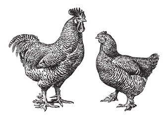 Chicken rooster and hen - vintage engraved vector illustration from Larousse du xxe siècle