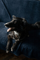 black and white dog looking up