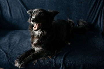 black dog on the floor