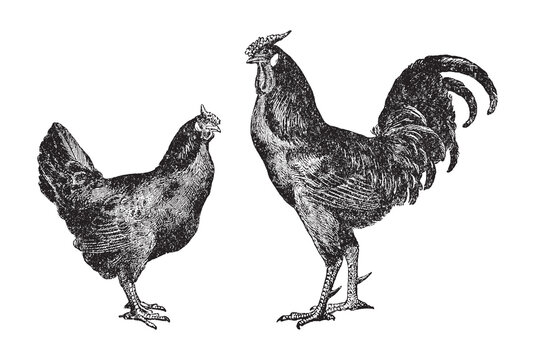 Chicken rooster and hen - vintage engraved vector illustration from Larousse du xxe siècle