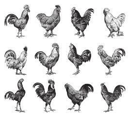 Chicken rooster collection - vintage engraved vector illustration from Larousse du xxe siècle - 449356108