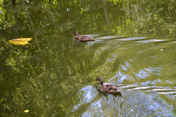 duck in the pond