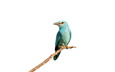 Perched European roller against white background