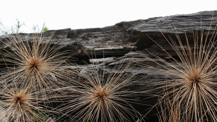 Spinifex on black wood