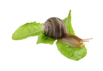 Common garden snail crawling on green leaves against white background
