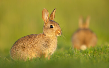 Naklejka na ściany i meble Cute little rabbit sitting in grass in spring