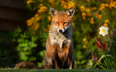 Close up of a red fox against colorful background in spring