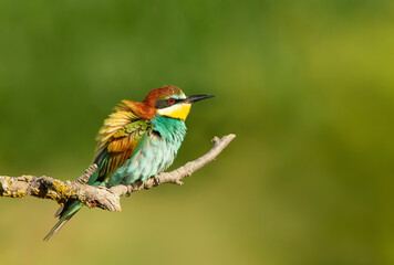 Close up of a Bee-eater with fluffed up feathers
