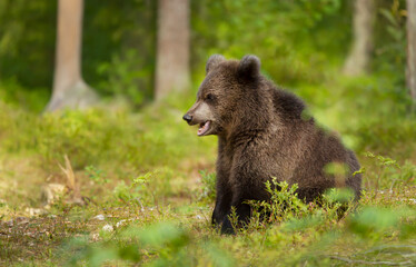 Close up of an Eurasian brown bear cub in boreal forest