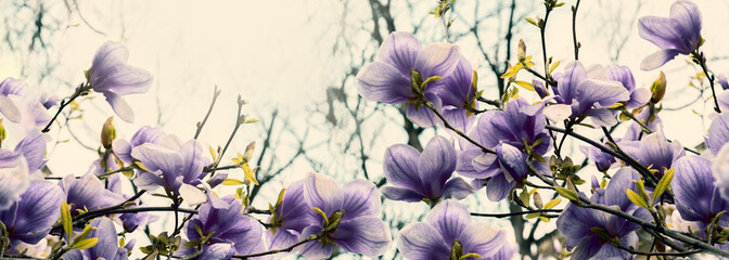Panele Szklane  Piękne kwitnące kwiaty magnolii w świetle podświetlanym o świcie, płytkiej głębokości. Delikatny ciemnofioletowy stonowany vintage. Szablon karty z pozdrowieniami. Tle panoramy przyrody. Skopiuj baner miejsca