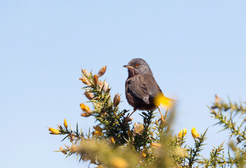Close up of a perching Dartford warbler