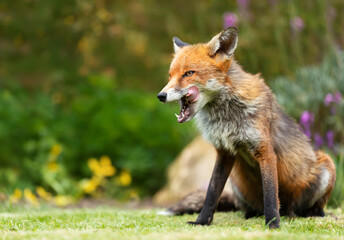 Close up of a red fox against colorful background in spring