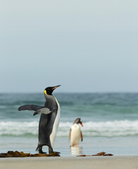 Fototapeta premium King penguin on a coastal area of the Falkland Islands