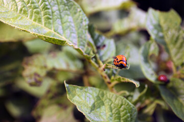 Colorado potato beetle larva on green plant outdoors, closeup