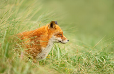 Portrait of a red fox sitting in green grass