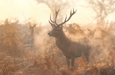 Red deer on a misty autumn morning