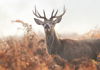 Close-up of a young red deer stag in the field of ferns during rutting season on a misty autumn...