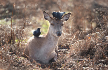 Close-up of a red deer hind lying in bracken with two jackdaws on it's body