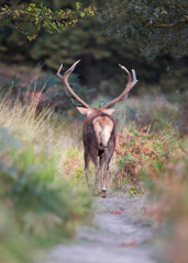 Red deer stag walking away after a fight during rutting season in autumn