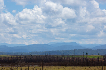 Obraz premium Dead forest because of climate change and drought. Global warming concept