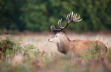 Portrait of a red deer stag with bracken on antlers