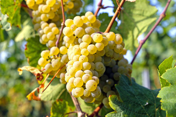 Nahaufnahme von wei&szlig;en Trauben an Rebst&ouml;cken in der Pfalz