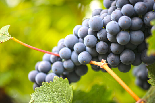 Nahaufnahme von reifen blauen Weintrauben