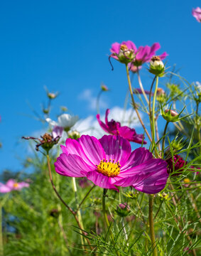 Bright low maintenance cosmos flowers growing in a garden in Surrey UK. Photographed against a clear blue sky on a sunny mid-summer day.