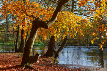 Drzewo nad rzeką w szacie żółtych, jesiennych liści.