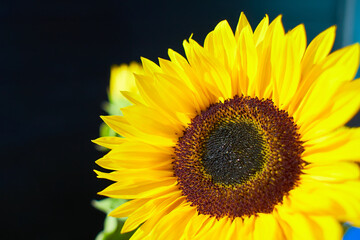 Obraz premium Beautiful yellow sunflower it is a symbol of intensity, courage not to give up on the hot sun.