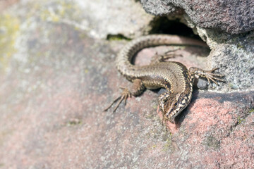 Mauereidechse