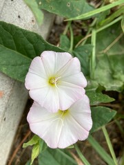 pink hibiscus flower