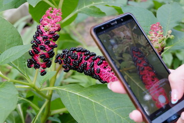 Girl with mushroom nails scans a strange plant