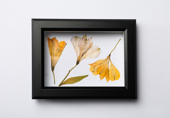 Frame with wild dried meadow flowers on white background, top view
