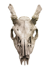 Reindeer skull on white background