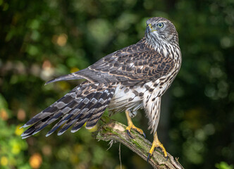 goshawk